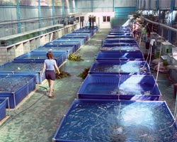 Piscinas cuadradas en recinto de piscicultura interior