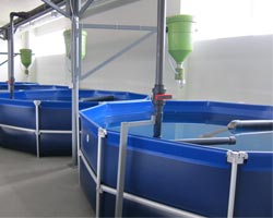 Piscinas azules en recinto de piscucultura de interior